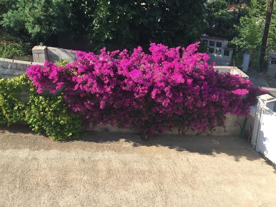 Casa Azzura Apartment Bastia  Bagian luar foto
